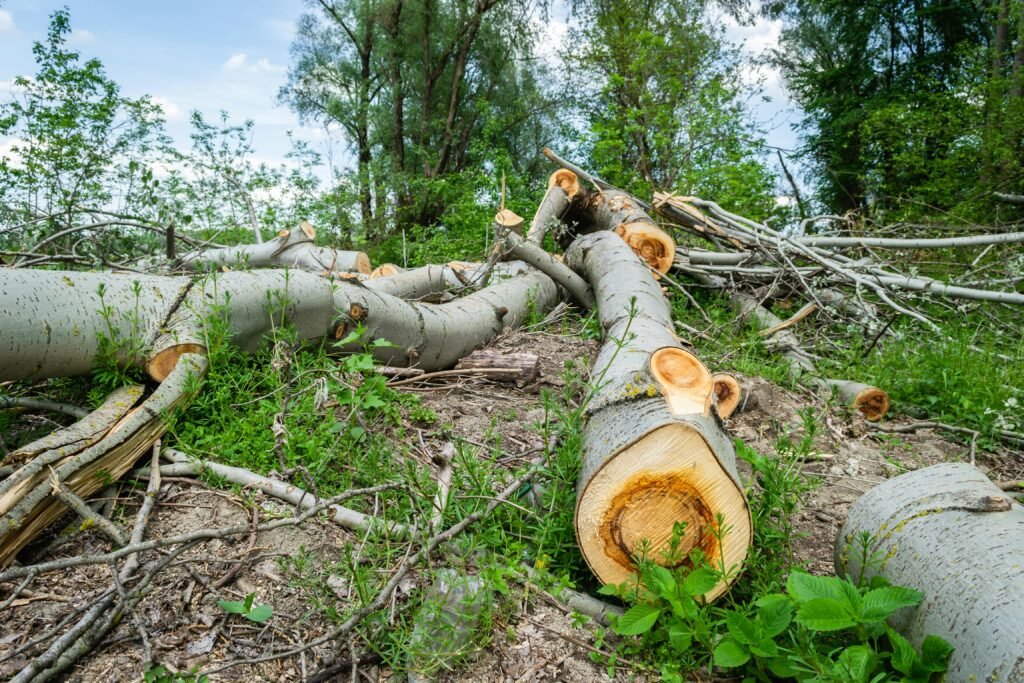 The Challenge — A World Unravelling. Habitat destruction is the largest driver, accounting for 85% of species extinctions worldwide. Deforestation removes more than ten billion trees every year, shrinking habitats into fragments too small to sustain genetically healthy populations. As landscapes break apart, isolated species suffer from inbreeding, losing genetic diversity and growing increasingly vulnerable to disease and climate stress. Coral reefs — one of Earth's most biodiverse ecosystems — have experienced catastrophic decline, with nearly 50% disappearing since 1950. Humans have already altered 70% of Earth's ice-free land, mostly converting it to agriculture or urban development.