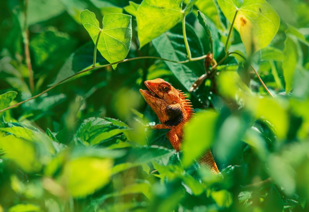 Bringing Nature Back: How the Rewilding Movement Is Reversing the Biodiversity Crisis