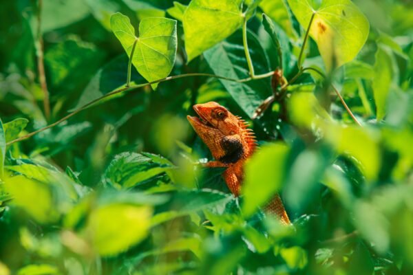 Bringing Nature Back: How the Rewilding Movement Is Reversing the Biodiversity Crisis