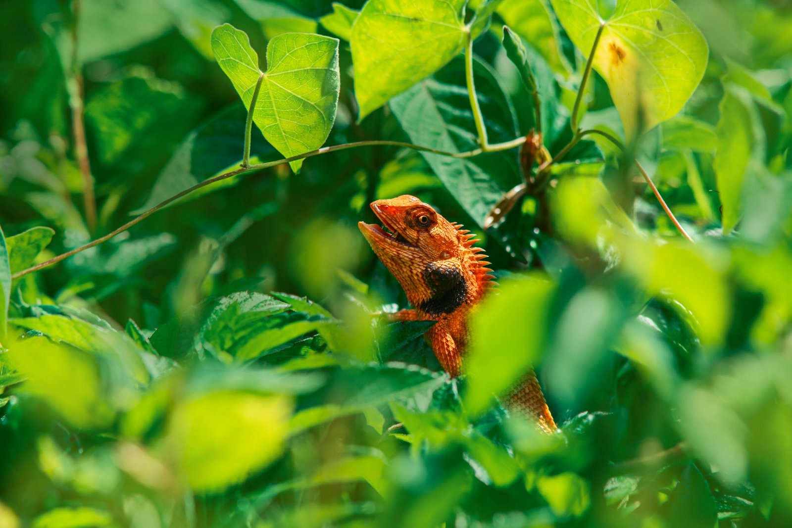 Bringing Nature Back: How the Rewilding Movement Is Reversing the Biodiversity Crisis