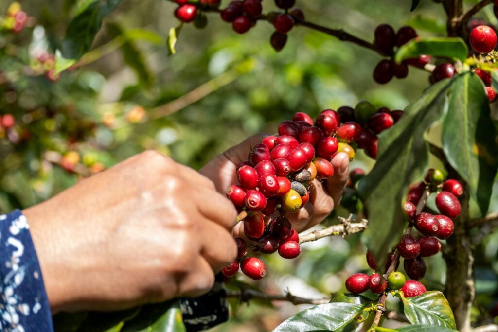 In Colombia's coffee highlands, farmers who once struggled with the boom-and-bust cycles of commodity coffee are discovering that agroforestry systems — where coffee grows beneath a canopy of diverse fruit, timber, and nitrogen-fixing trees — produce more resilient harvests, better flavor profiles that command premium prices, and landscapes that feel alive in a way that monoculture plantations never did.