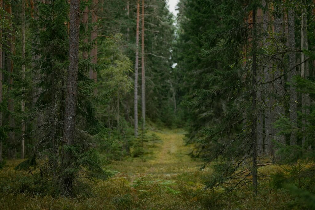 The Hope — A Wilder Future Is Already Beginning. The momentum behind the global rewilding movement in 2026 is undeniable, and the science behind it is increasingly robust.

Rewilding Europe continues to grow its network of landscapes across the continent, with new projects accelerating in 2026 following landmark work in Ukraine's Danube Delta, Croatia's Lika Plains, and Scotland's Affric Highlands. The Global Rewilding Alliance is connecting rewilders across every continent, sharing knowledge, funding, and inspiration. The 2026 International Year of Rangelands and Pastoralists is creating new opportunities to scale up rewilding in some of the world's most ecologically important grassland systems.

The economic case for rewilding is growing stronger every year. Ecotourism built around recovering wildlife is generating revenues for communities across southern Africa, Eastern Europe, and South America that in many cases exceed what conventional agriculture or extraction could provide. Carbon markets are creating financial rewards for landowners who restore peatlands, forests, and wetlands. Insurance companies are beginning to recognize that intact ecosystems reduce flood and drought risks — and are beginning to price their premiums accordingly.