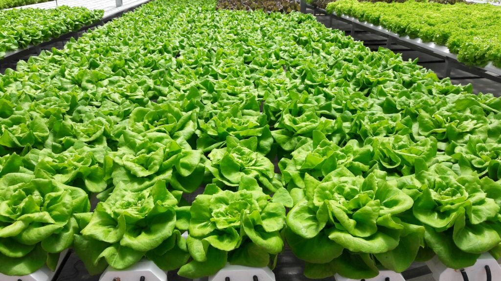 The Technologies Feeding Tomorrow. The regenerative agriculture revolution is being supercharged by a wave of technological innovation that is making sustainable food production more efficient, more scalable, and more economically viable than ever before. Vertical Farming. One of the most dramatic innovations reshaping food systems is vertical farming — growing crops in stacked indoor layers, with precisely controlled light, temperature, humidity, water, and nutrients. The vertical farming market is expected to reach between $15 and $19 billion by 2026. The efficiency gains are staggering: a 2025 analysis by the United Nations Development Programme found that controlled environment agriculture can reduce water use by more than 90% compared to conventional farming. Crops grow year-round regardless of climate. There is no drought, no flooding, no pesticide runoff. In cities where food supply chains are long and fragile, vertical farms can produce fresh food locally, reducing transportation costs and spoilage.