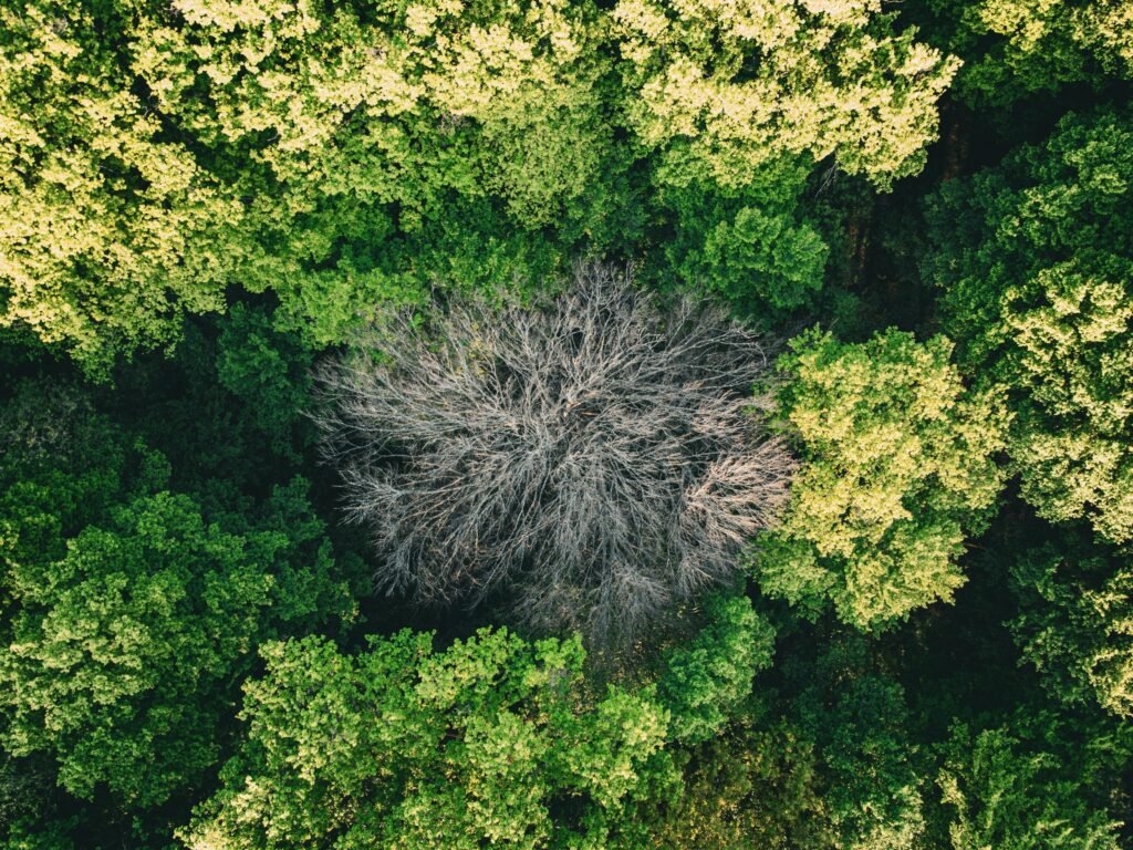 Human Stories — Rewilders Who Changed the World. Behind every recovering species, there is a person who refused to give up.

In Portugal, conservationists have spent years working to secure the recovery of the cinereous vulture — the largest bird of prey in the Old World, with a wingspan of almost three metres. Once extirpated from much of Europe, the species has made a slow but remarkable comeback thanks to the recovery of its Spanish stronghold, supplemented by reintroduction programs in Portugal and France. In 2026, these giant birds are once again soaring over landscapes that had not seen them in living memory.