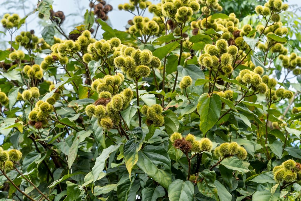 Invasive species, spread by globalization and trade, are outcompeting native species on every continent. Roughly 40% of IUCN-listed threats involve invasive organisms, each altering food webs at alarming speed.